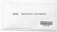 Sporormia intermedia image